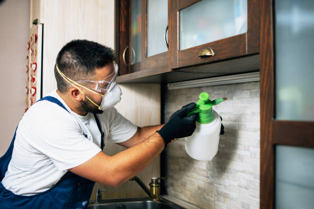 Best Rodent Control Near Me  in San Antonio Heights, CA