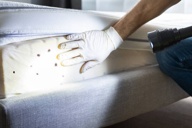 Reliable San Antonio Heights, CA Pest Control Solutions