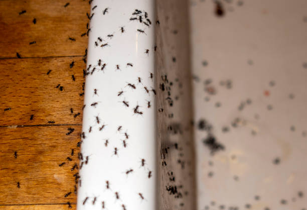 San Antonio Heights, CA Pest Control Pros