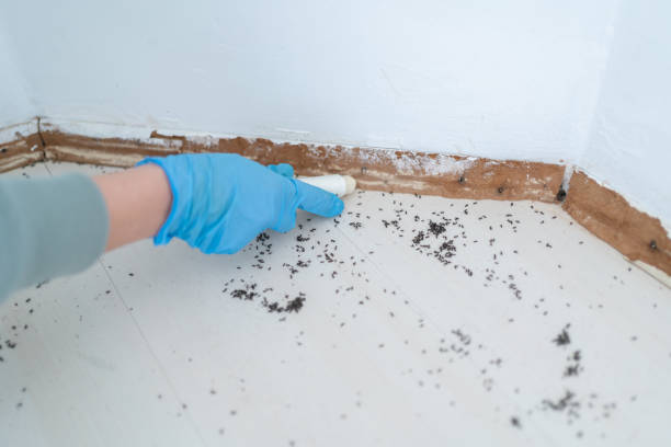 Best Pest Control Near Me  in San Antonio Heights, CA